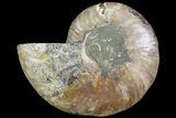 Cut & Polished Ammonite Fossil (Half) - Madagascar #183184-1